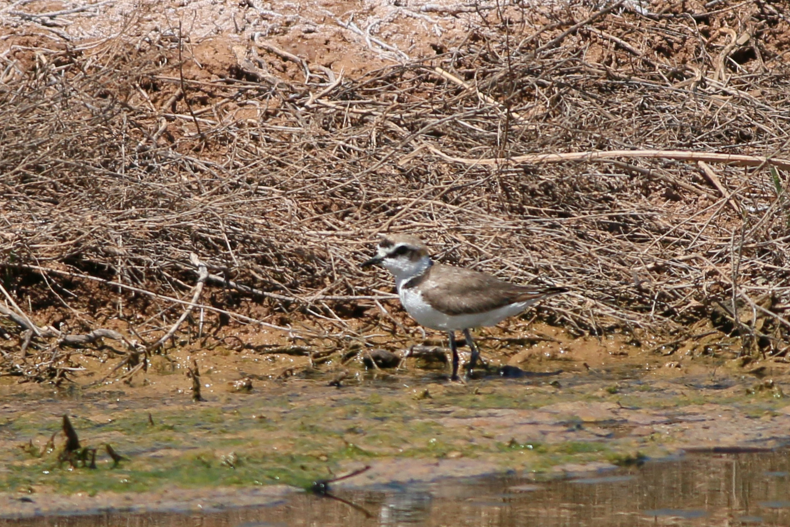 Greater Sand-Plover